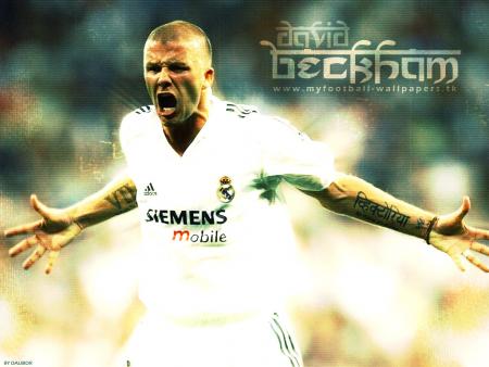 david